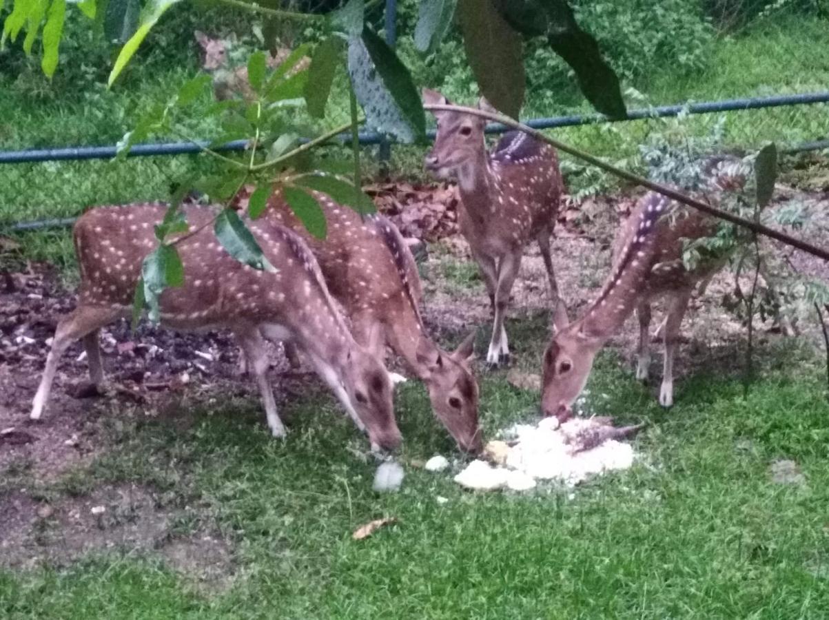 Hotel Deer Garden Guest Polonnaruwa Esterno foto
