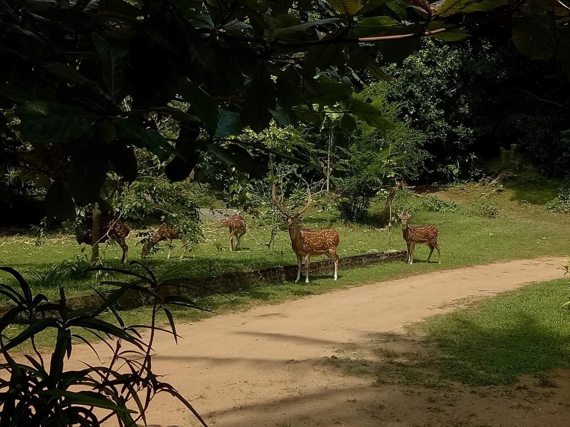 Hotel Deer Garden Guest Polonnaruwa Esterno foto