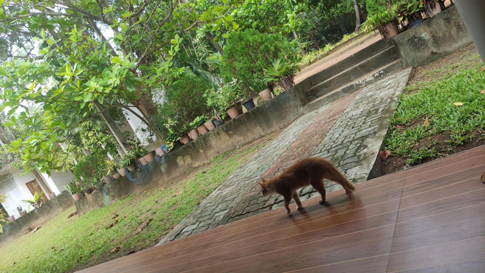 Hotel Deer Garden Guest Polonnaruwa Esterno foto